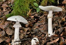 Gr&uuml;ner Knollenbl&auml;tterpilz - Rainer Wald/Deutsche Gesellschaft f&uuml;r Mykologie e.V./dpa