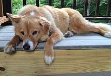 Rasse bedingt Hunde-Pers&ouml;nlichkeit kaum - Foto: Jane ODonnell/AAAS/dpa