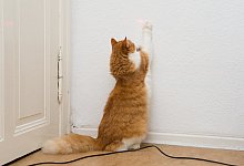 Laserpointer-Spiel - Foto: Andrea Warnecke