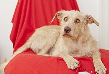 &Auml;lterer Hund - Foto: Monique W&uuml;stenhagen/dpa-tmn