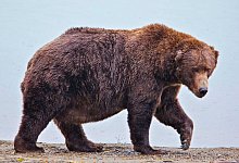 Fat Bear-Wahl - E. Johnston/National Park Service via AP/dpa