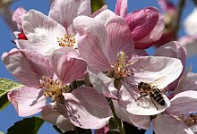 Biene - Bernd W&uuml;stneck/dpa