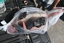 Toter Schweinswal - Foto: Stefan Sauer/dpa-Zentralbild/dpa