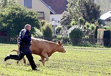 Im Galopp - FOTO: FRANK-MICHAEL KIEL-STEINKAMP