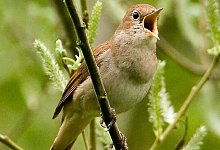 Nachtigall - DB BirdLife International/BirdLife_International/dpa