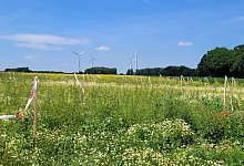 windrad-lieme - Katrin Kantelberg