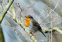 Vögel singen wegen künstlicher Beleuchtung länger - Jens Kalaene/dpa-Zentralbild/dpa