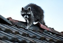Waschb&auml;r auf dem Dach - Foto: Britta Pedersen/dpa-Zentralbild/dpa