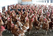 Mehr &ouml;kologisch erzeugte Eier aus Sachsen-Anhalt - Matthias Bein/dpa-Zentralbild/ZB