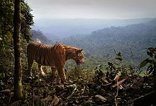 Sumatra-Tiger - Matthew Luskin/University of Queensland/dpa