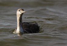 Sterntaucher - Sven Sturm/Verein Jordsand/dpa