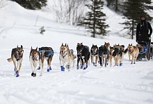 Iditarod-Schlittenhunderennen - Christy Prosser/ZUMA Press Wire/dpa