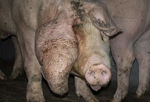 Kalletaler Mastbetrieb im Fokus - Deutsches Tierschutzb&uuml;ro e.V.