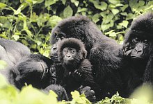 Berggorillas - WWF/dpa