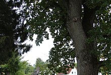 Eiche im Stauteichweg - Nadine Uphoff