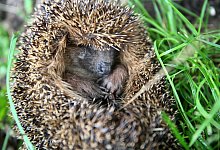 Igel im Laub - Vera Gerstendorf-Welle