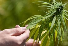 Cannabis - Friso Gentsch/dpa