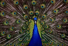 Pfau - Symbolbild: Pixabay