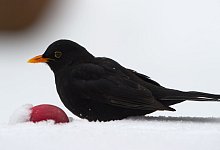 Amsel - Foto: Tim Brakemeier