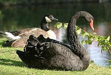 Viele B&uuml;rger haben Anteil an dem Tod von &bdquo;Baucis" genommen. Der Trauerschwan &bdquo;Philemon" soll aber auf keinen Fall allein bleiben. - Vera Gerstendorf-Welle