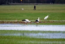 Störche - Pia Bayer/dpa