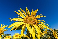 Sonnenblumen auf einem Feld - Frank Hammerschmidt/dpa