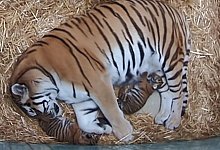 Tiger-Mutter Dasha mit ihren Tigerjungtieren - Foto: Zoo Duisburg/dpa