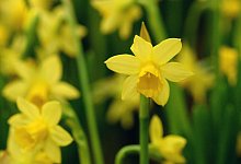 Narzissen - Andrea Warnecke/dpa-tmn
