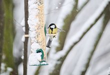 Kohlmeise sitzt an einem Futterspender - Annette Riedl/dpa/dpa-tmn