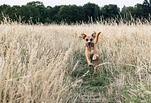 Freudiger Hund - Foto: Robert G&uuml;nther/dpa-tmn