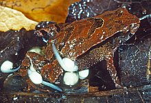 &laquo;Assa Wollumbin&raquo;-Frosch - Foto: Stephen Mahony/Environment NSW/dpa