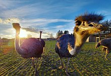 Strausse - Nils M&ouml;ller