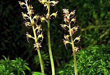 Herzbl&auml;ttriges Zweiblatt - Wolfgang Beuershausen/AHO-Niedersachsen/dpa