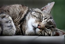 Schlafende Katze - picture alliance / dpa