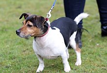 Königin Camilla trauert um einen ihrer Hunde - Chris Jackson/PA Wire/dpa