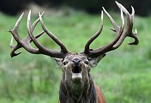 2711reg-f-hirsch11 - dpa