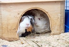 Meerschweine in einem kleinen H&auml;uschen - Foto: Andrea Warnecke/dpa-tmn
