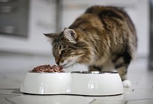 Katze am Futternapf - Foto: Ina Fassbender/dpa-tmn