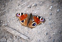 Tagpfauenauge (Inachis io) - Sina Schuldt/dpa/dpa-tmn