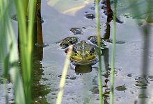 Frosch - Foto: Andrea Warnecke