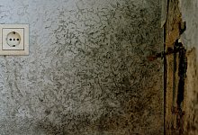 Von Schimmel befallene Wand einer Wohnung - Felix Heyder/dpa/dpa-tmn