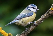 Vogelbad selbst bauen - Foto: Patrick Pleul/dpa