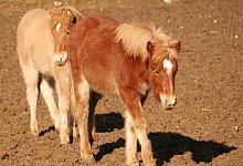 22734451 - picture-alliance / Ralph Goldmann