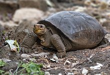 Riesenschildkr&ouml;te - Foto: Diego Bermeo/Parque Nacional Gal&aacute;pagos/dpa