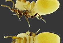 K&auml;fer - Bruno Zilberman/-/dpa