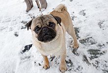 Mops - Foto: Arno Burgi/dpa-Zentralbild/dpa