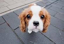 Cavalier King Charles Spaniel - Foto: Julian Stratenschulte/dpa