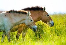 Przewalski-Pferde - Katalin Ozog&aacute;ny/dpa