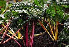 Mangold im Garten - Andrea Warnecke/dpa-tmn