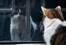 Larry - Foto: Aaron Chown/PA Wire/dpa